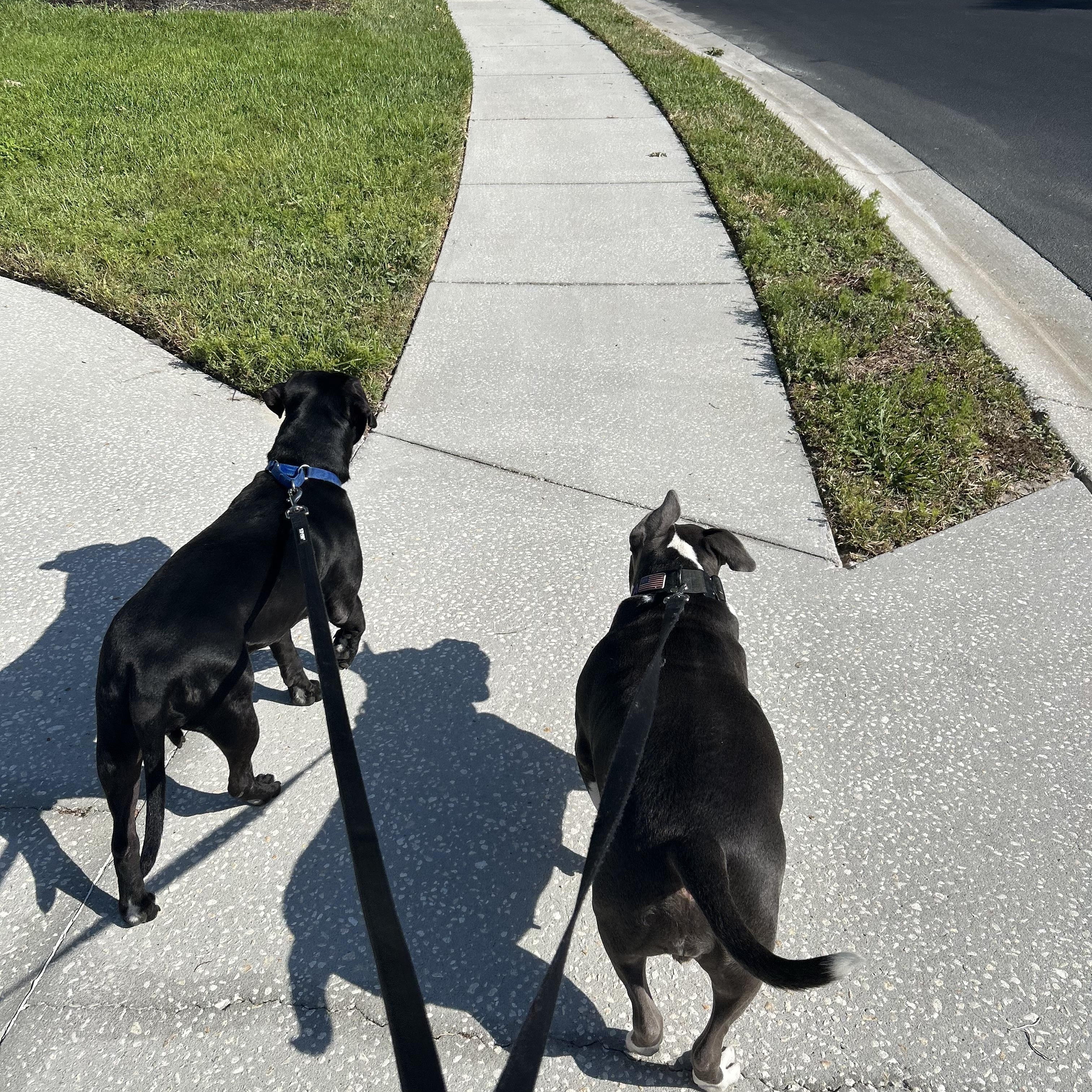 Sambo, a Adoptable Mixed Breed in tampa, FL image 3/5