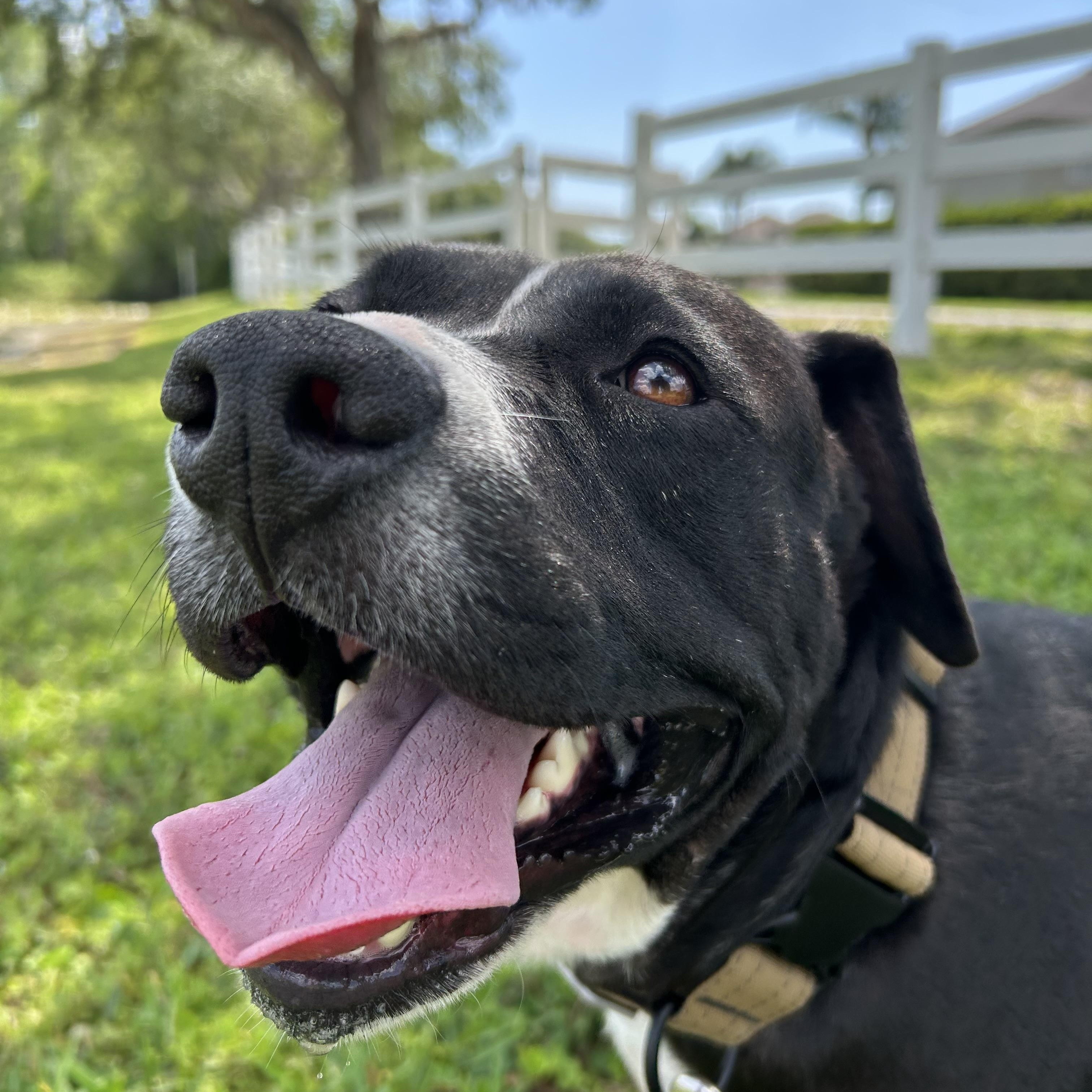 Sambo, Young Male Mixed Breed