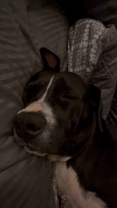 Enlarge Sambo, a Adoptable Mixed Breed in tampa, FL video 2/5