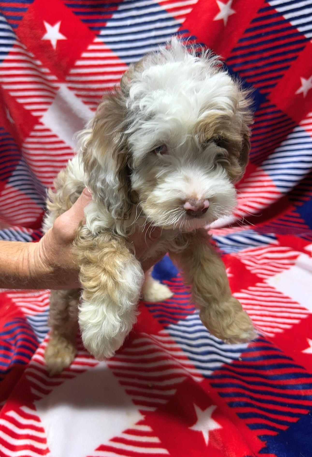 Enlarge MARIO (ohiosdrescue(at)gmail.com), an adopted Cockapoo in Rossford, OH image 3/3