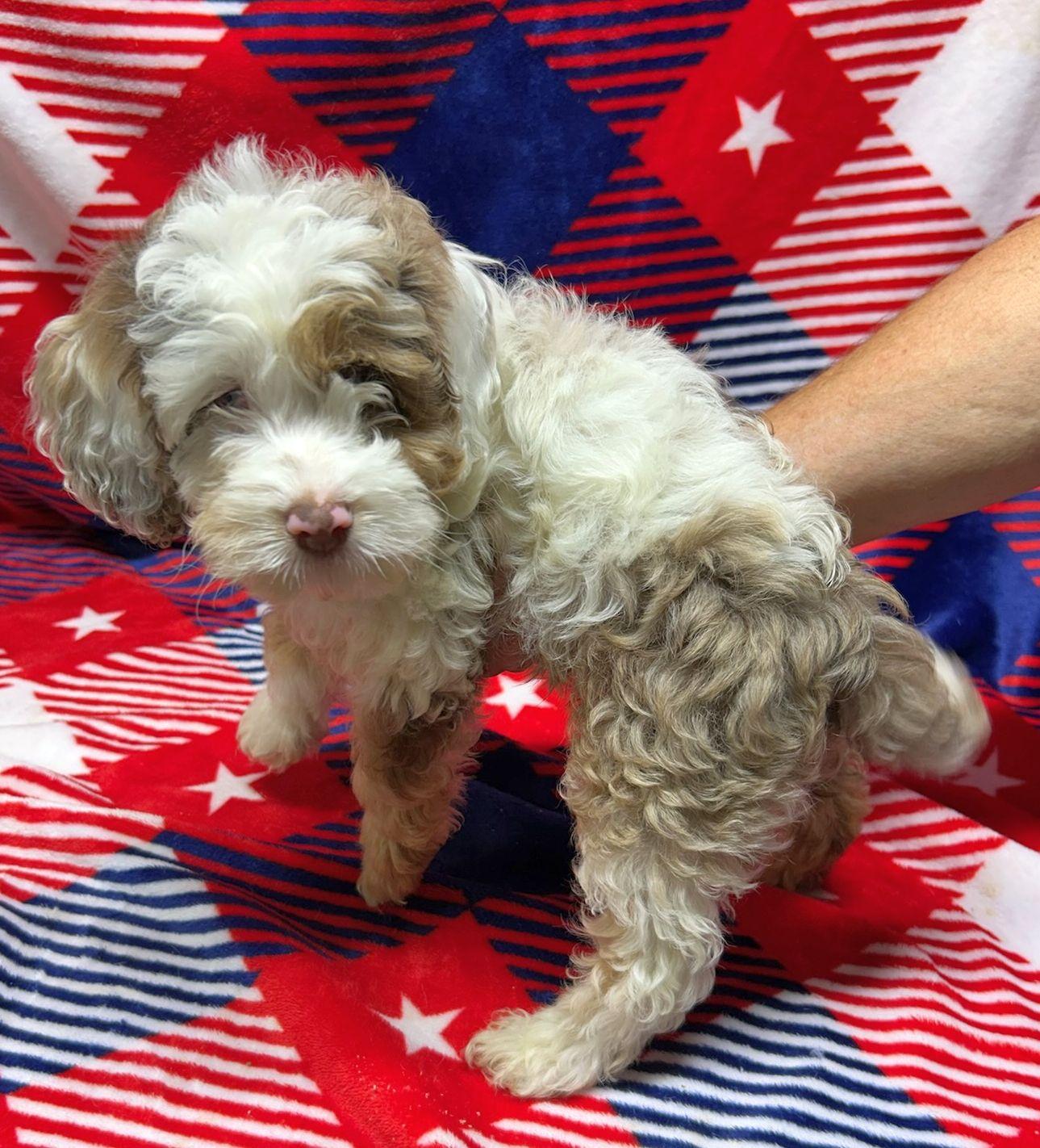 MARIO (ohiosdrescue(at)gmail.com), adopted, Puppy Male Cockapoo.