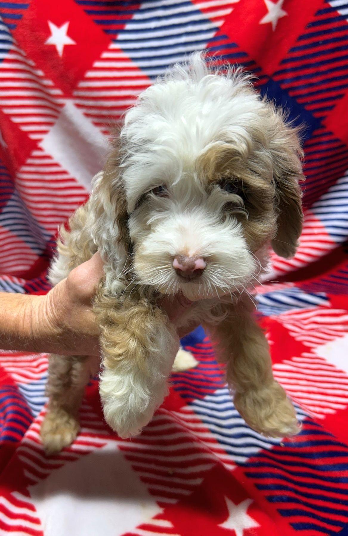 Enlarge MARIO (ohiosdrescue(at)gmail.com), an adopted Cockapoo in Rossford, OH image 2/3