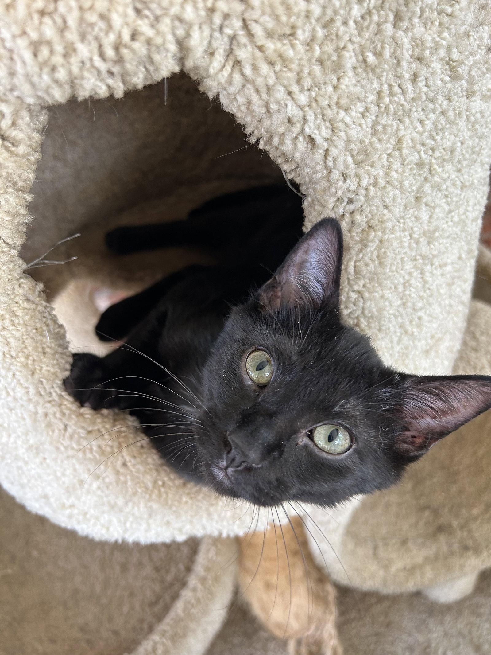 Baloo, a Adoptable Domestic Short Hair in Fort Worth, TX image 1/3
