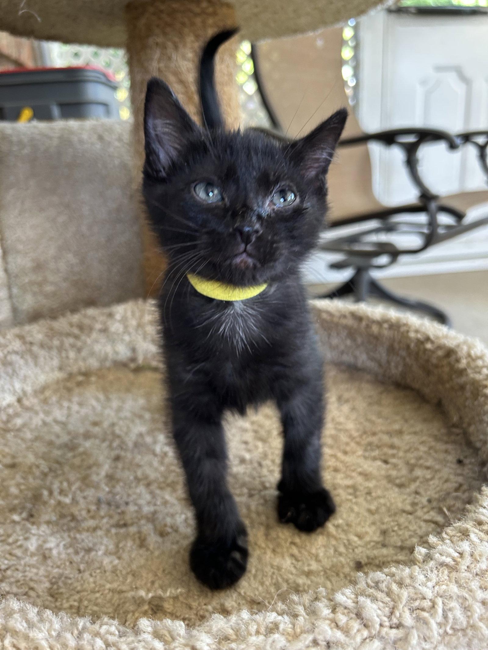 Baloo, a Adoptable Domestic Short Hair in Fort Worth, TX image 2/3