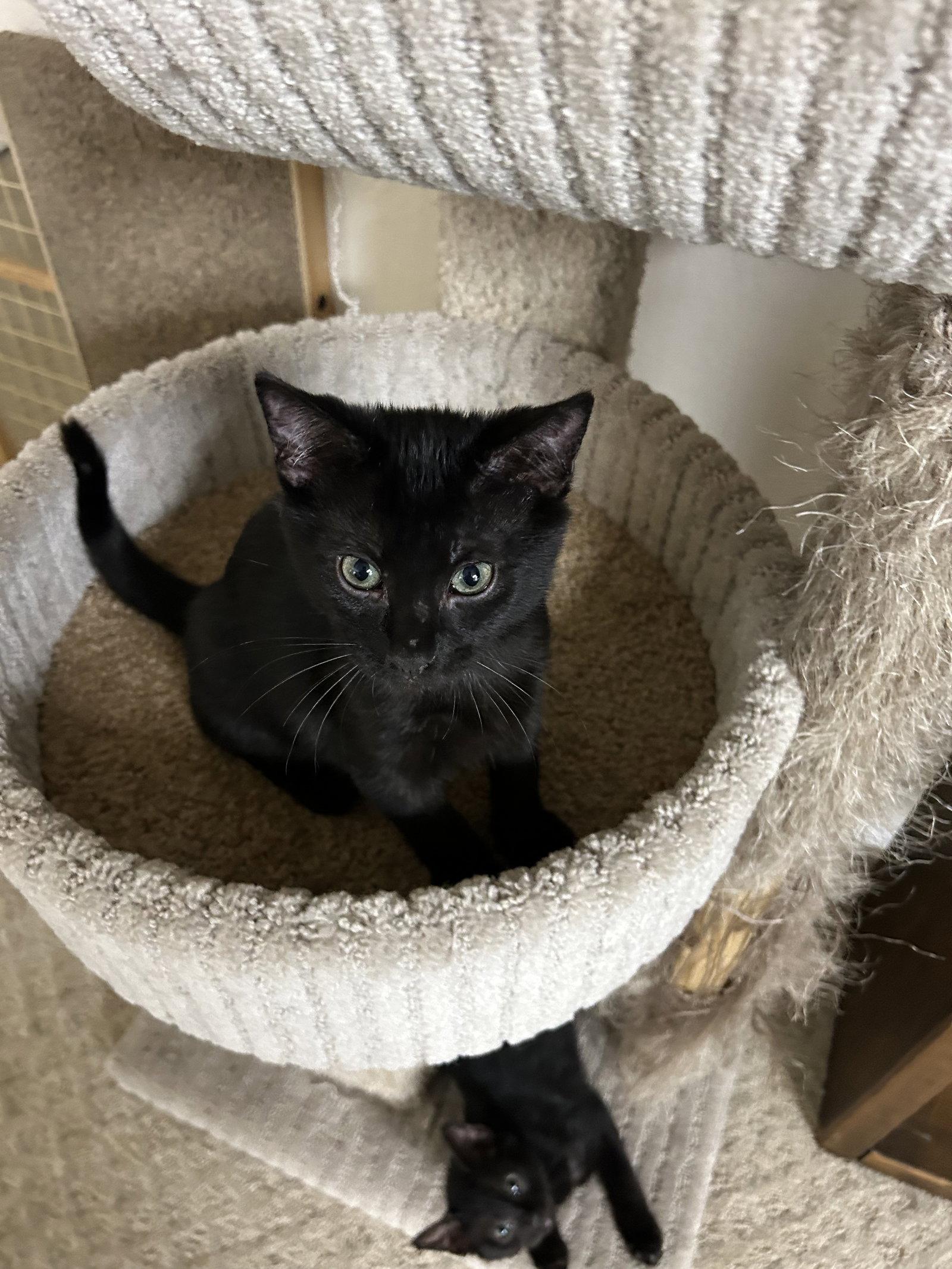 Baloo, a Adoptable Domestic Short Hair in Fort Worth, TX image 3/3