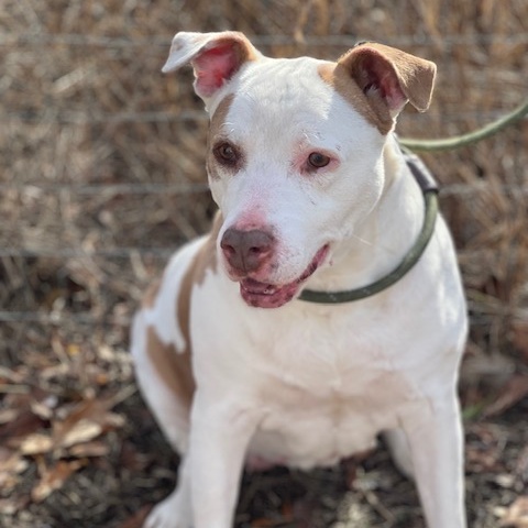 Gracie photo 1