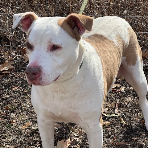 Gracie photo 4