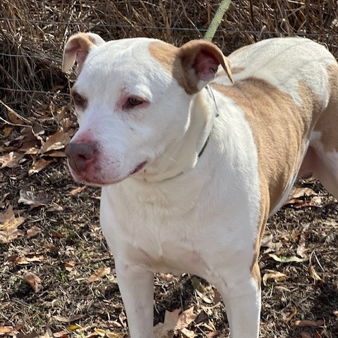 Gracie
