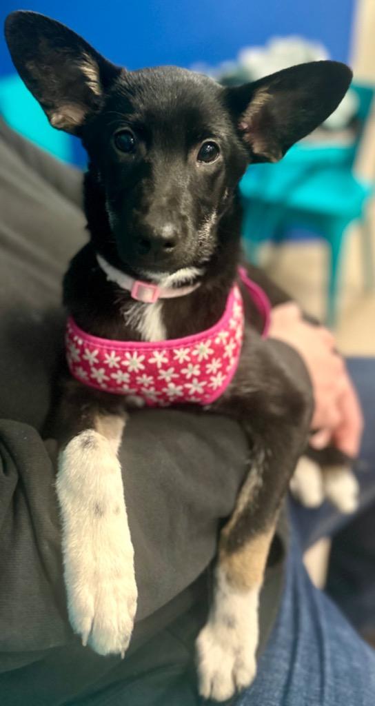 Enlarge Maris, a Adopted mixed breed in Urbandale, IA image 1/2