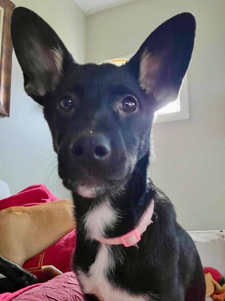 Enlarge Maris, a Adopted mixed breed in Urbandale, IA image 2/2