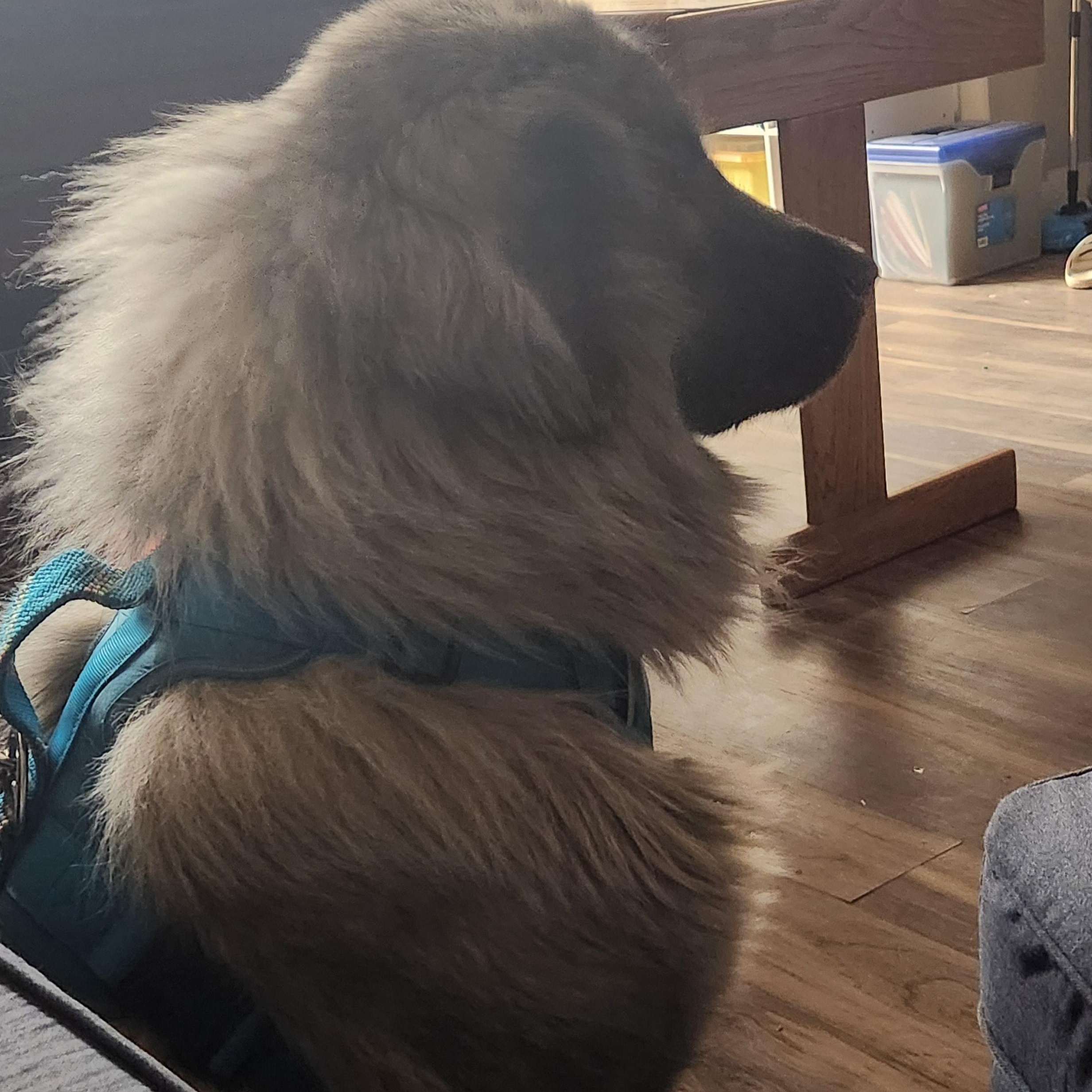 Enlarge Shyleigh, a Adopted Sarplaninac in Colorado Springs, CO image 1/2