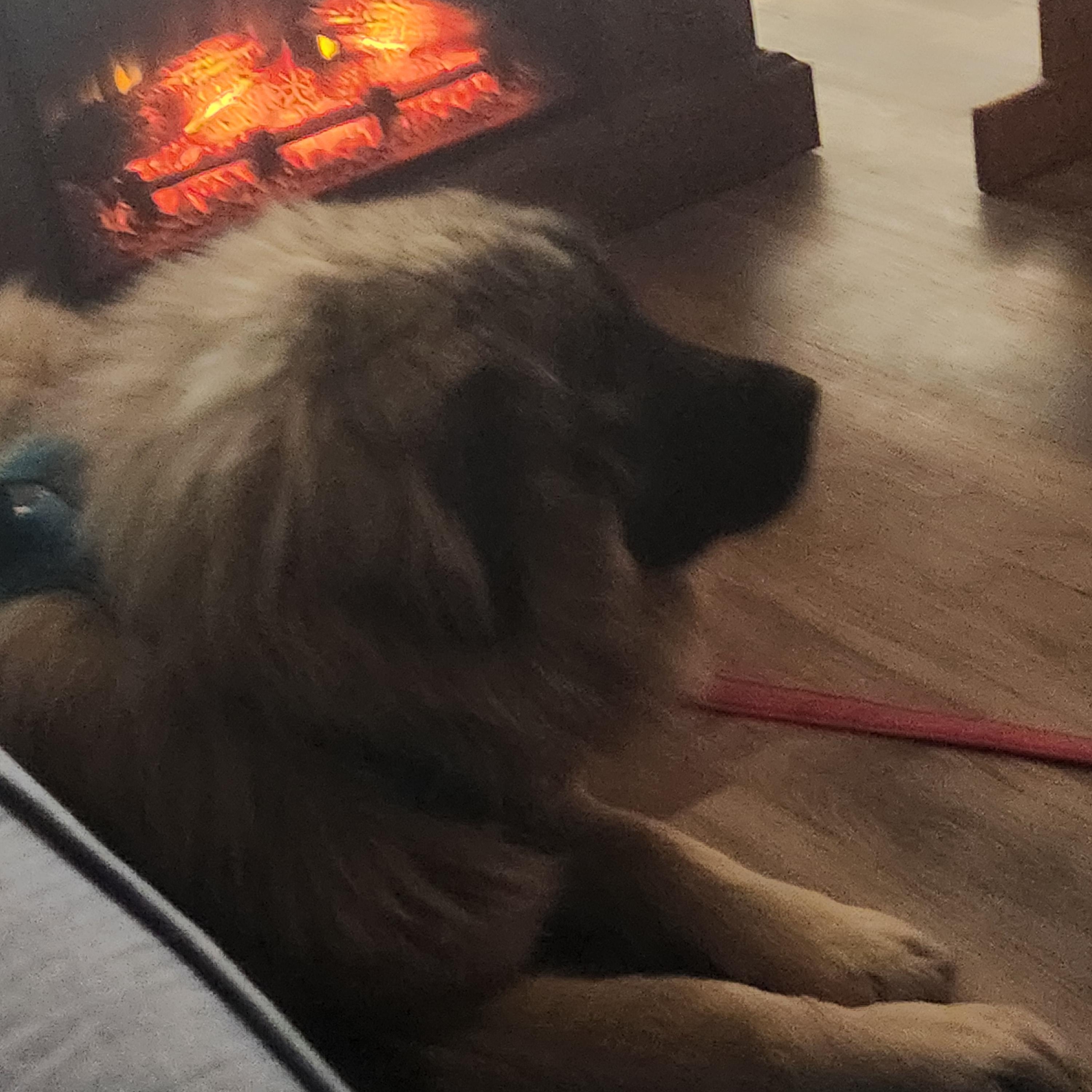 Enlarge Shyleigh, a Adopted Sarplaninac in Colorado Springs, CO image 2/2