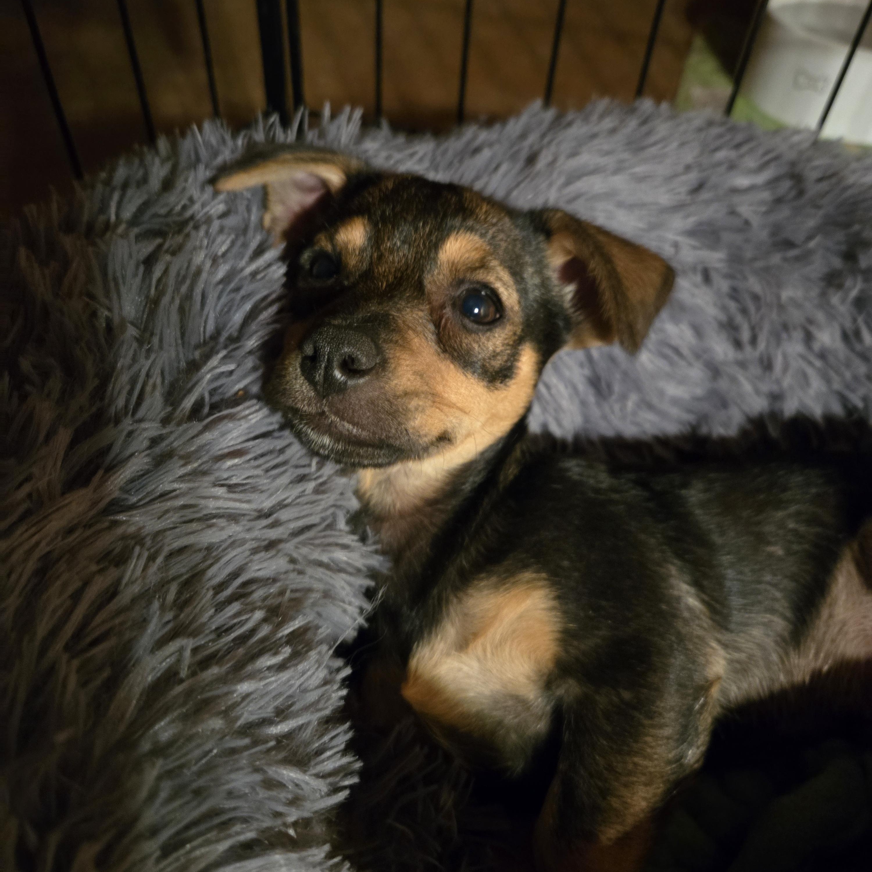 Enlarge Pluto, a Adoptable mixed breed in Oracle, AZ image 2/2