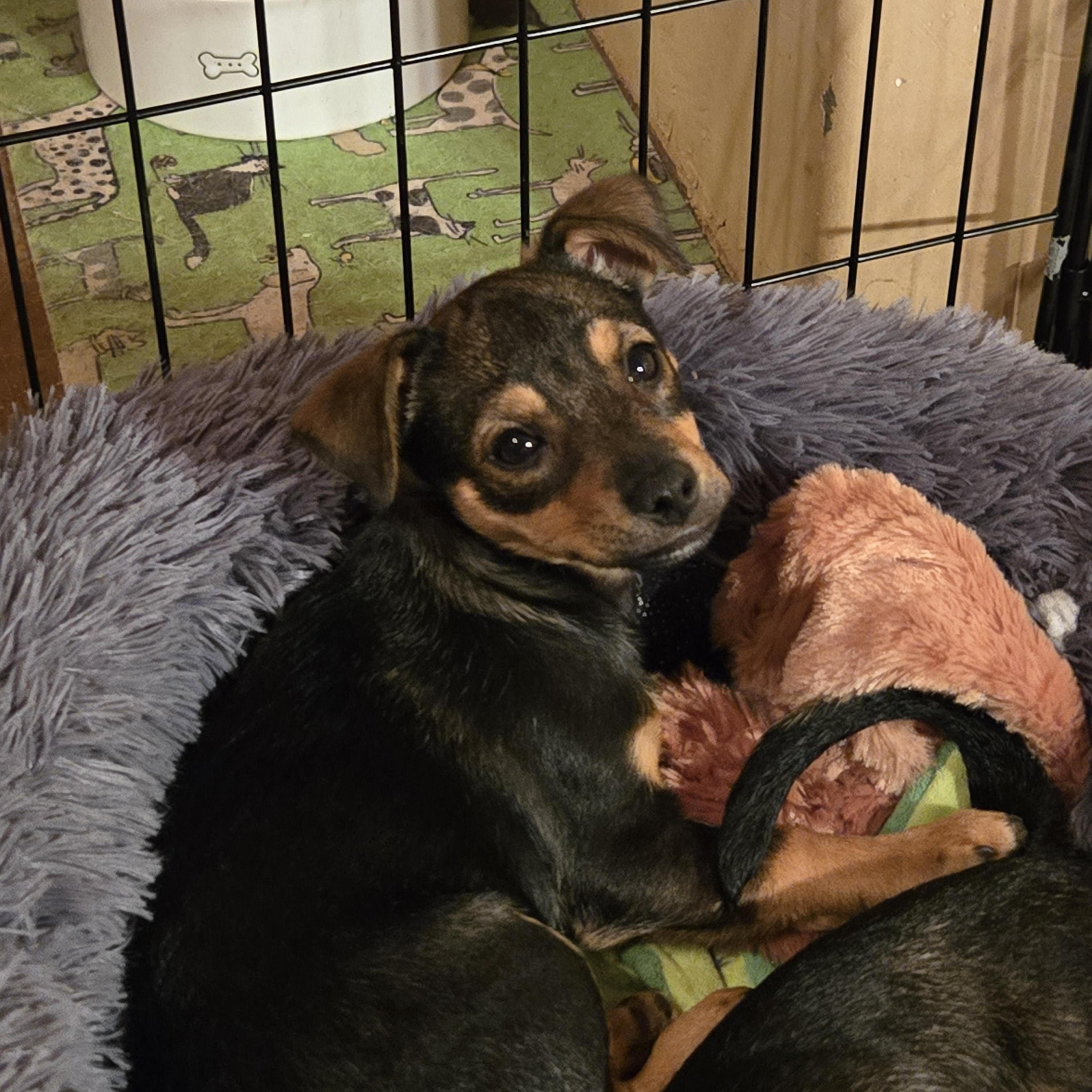 Enlarge Pluto, a Adoptable mixed breed in Oracle, AZ image 1/2