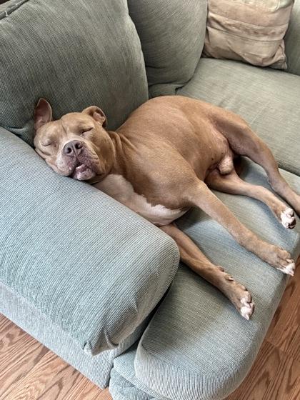 Splash, a Adoptable mixed breed in Washington, DC image 1/3