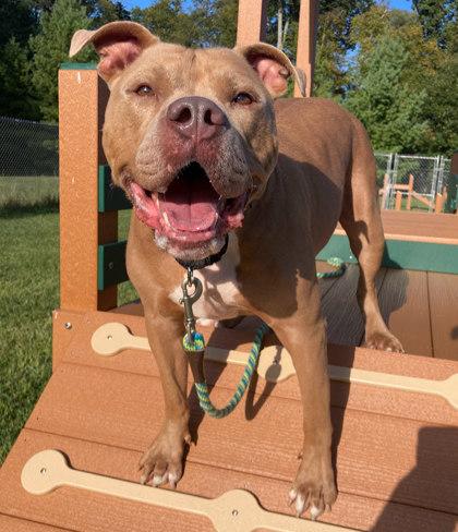 Splash, Adoptable, Adult Male Pit Bull Terrier & Mixed Breed.