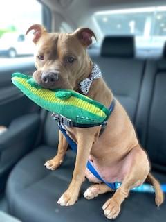 Splash, a Adoptable mixed breed in Washington, DC image 3/3