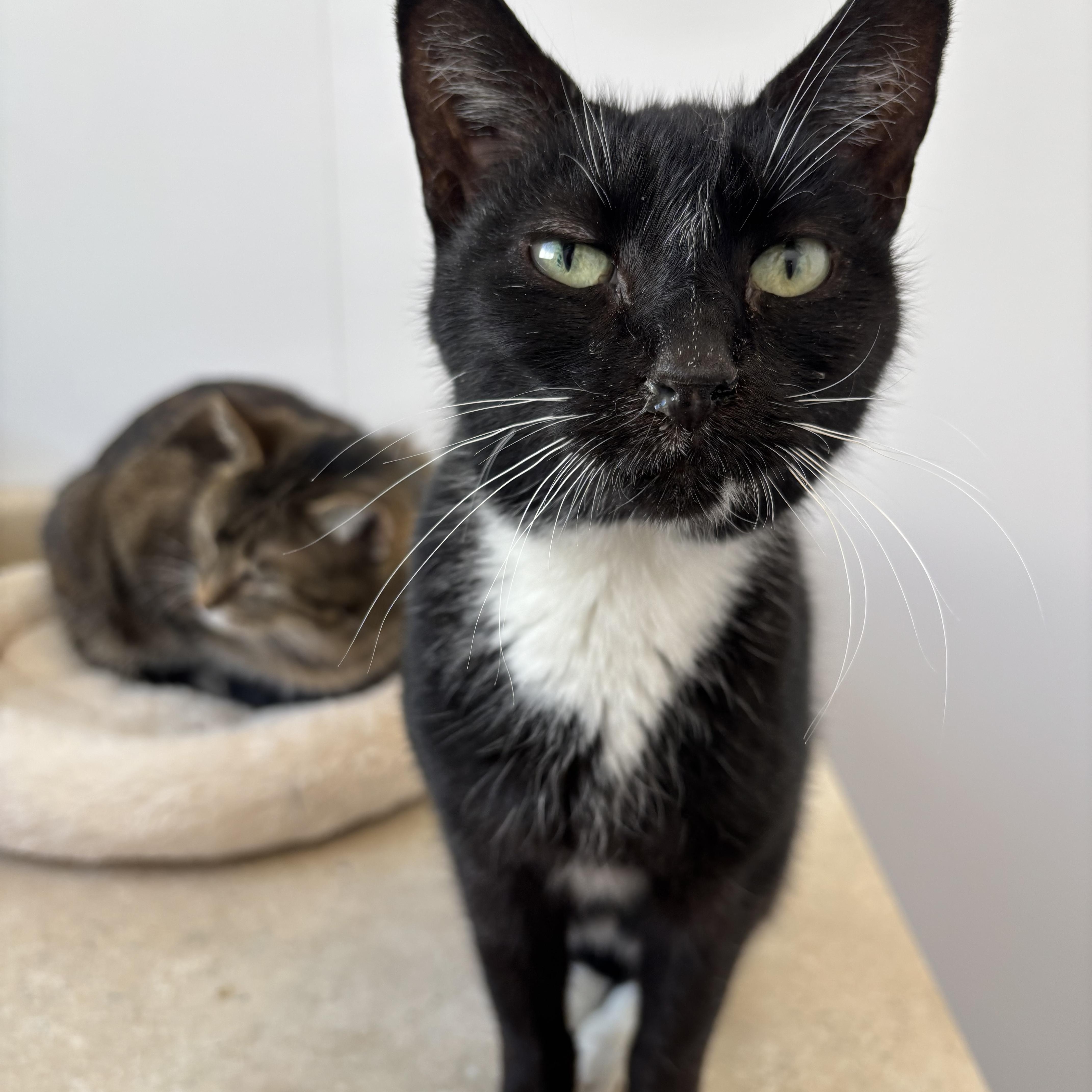 Enlarge Viv - Adoption Fee Waived!, an adopted Manx in Richland Center, WI image 3/3