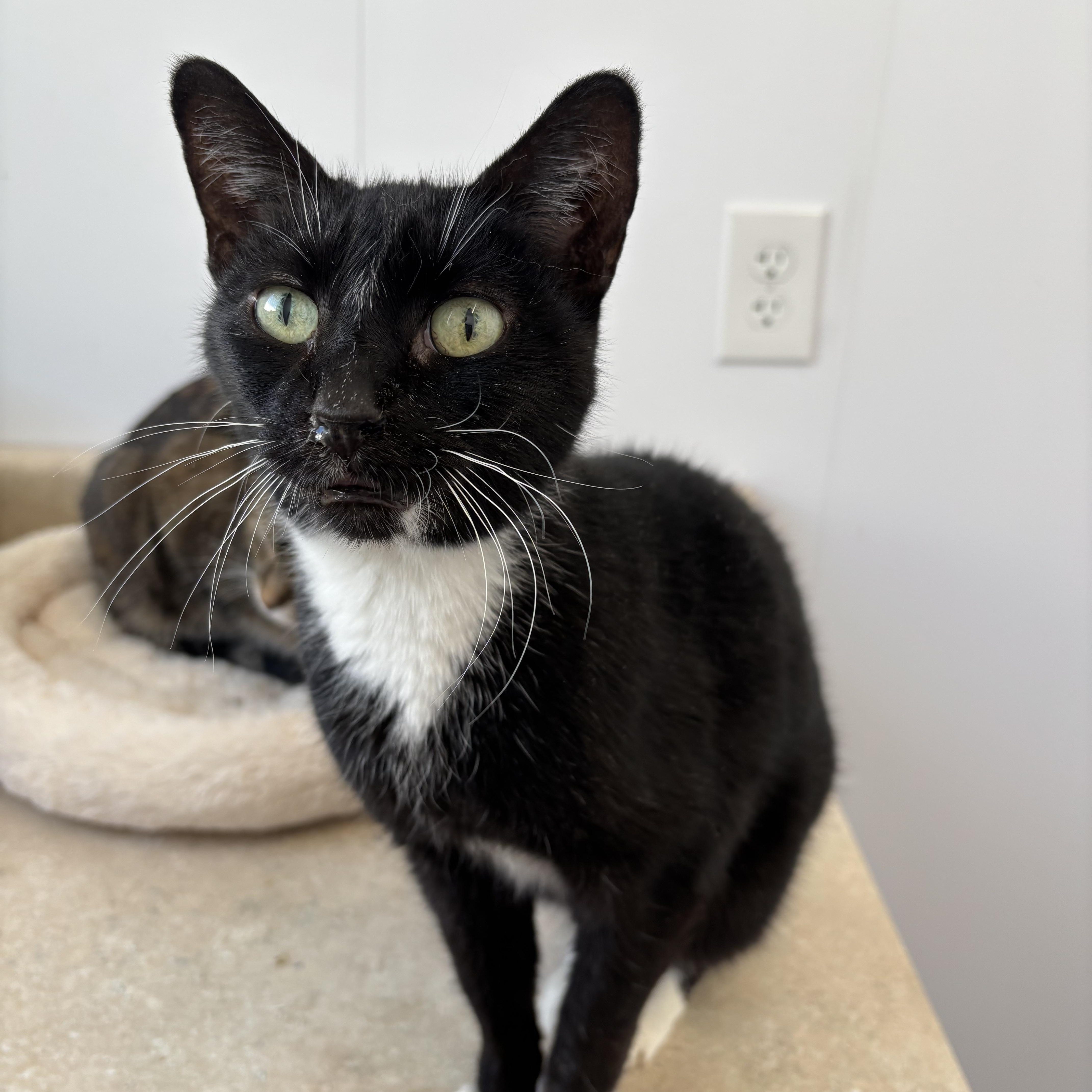 Enlarge Viv - Adoption Fee Waived!, an adopted Manx in Richland Center, WI image 2/3