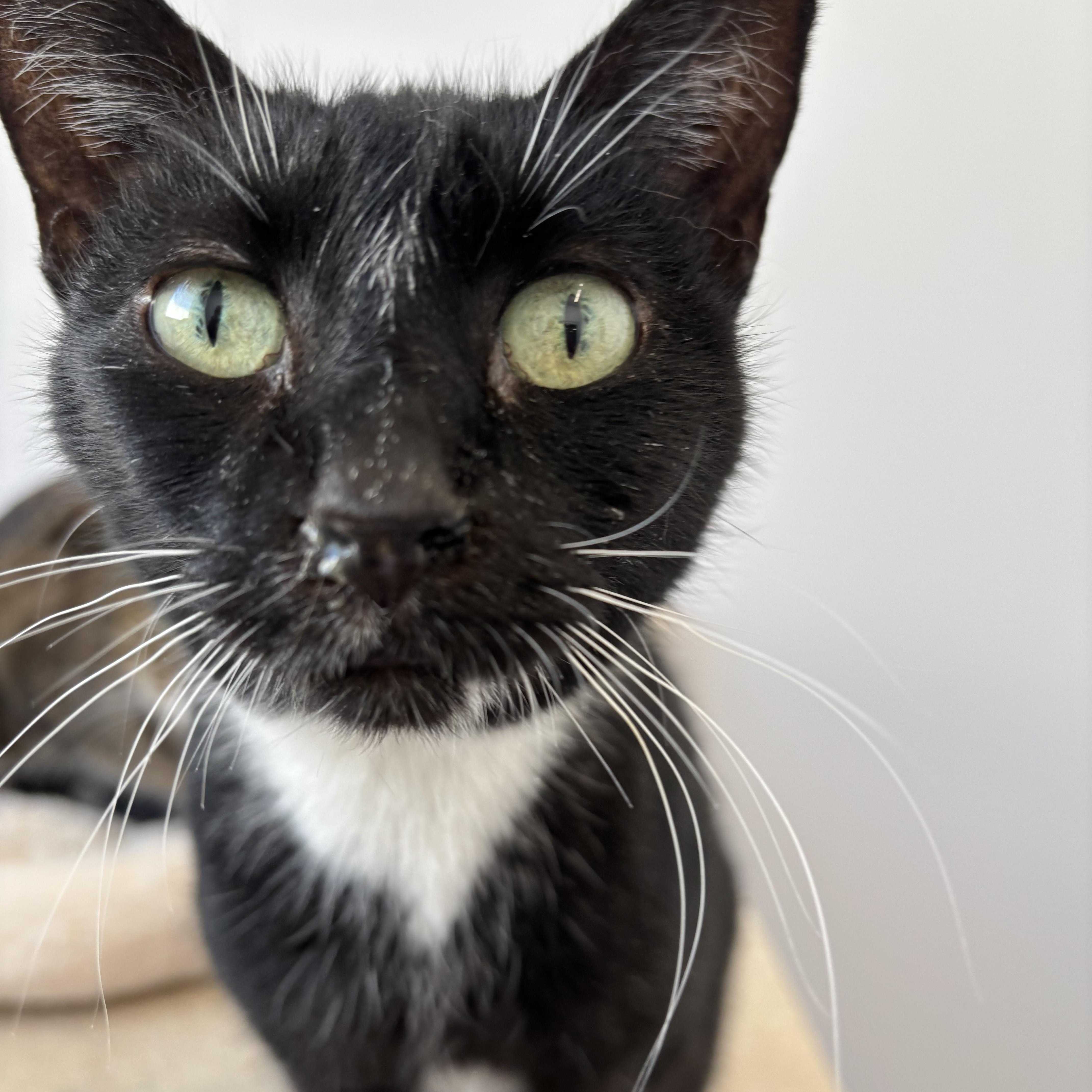 Enlarge Viv - Adoption Fee Waived!, an adopted Manx in Richland Center, WI image 1/3