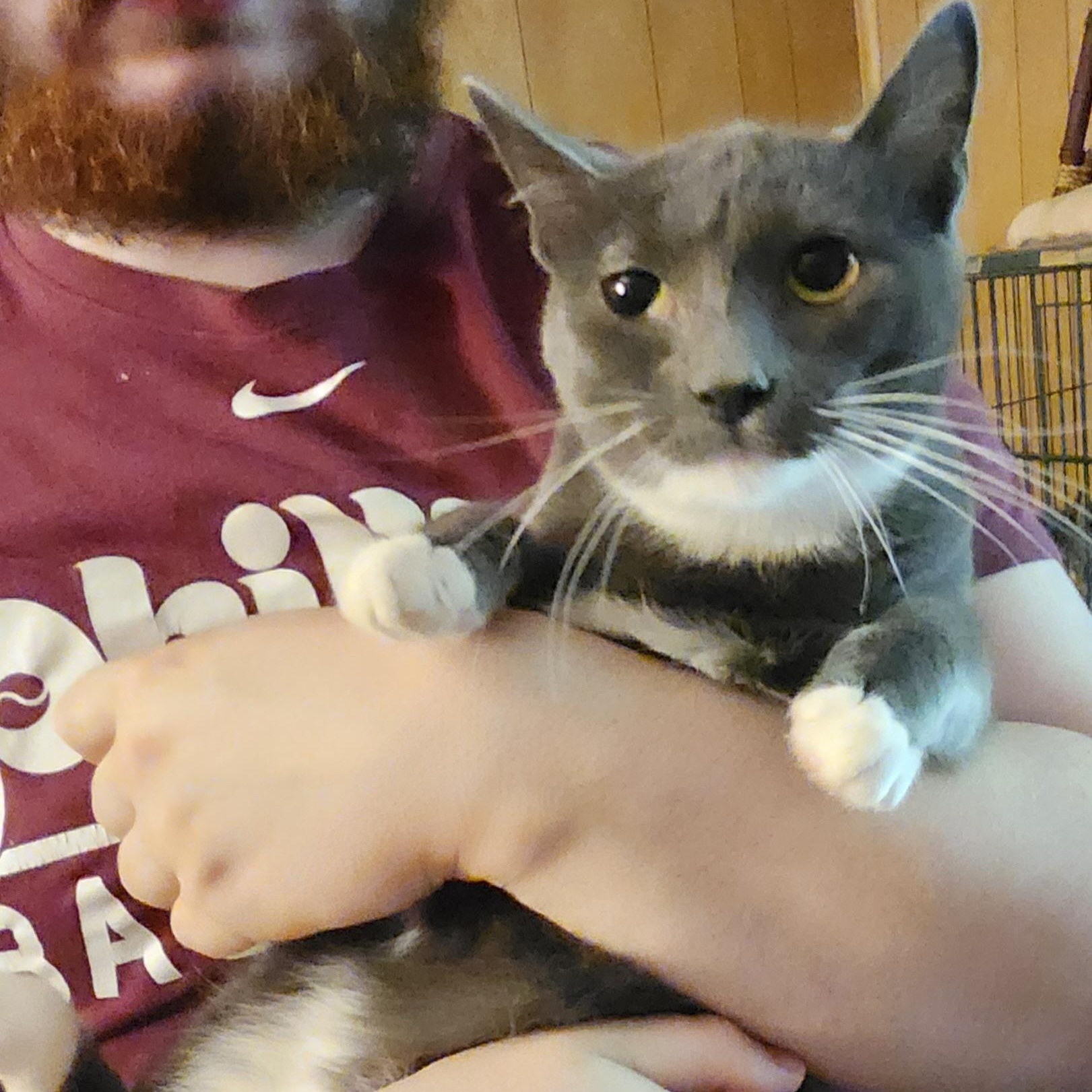 Pinkie, Adoptable, Young Female Domestic Short Hair.