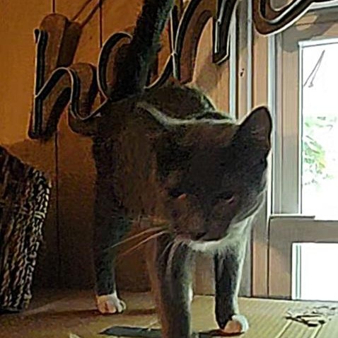 Enlarge Pinkie, a Adoptable Domestic Short Hair in Kenhorst, PA image 2/3