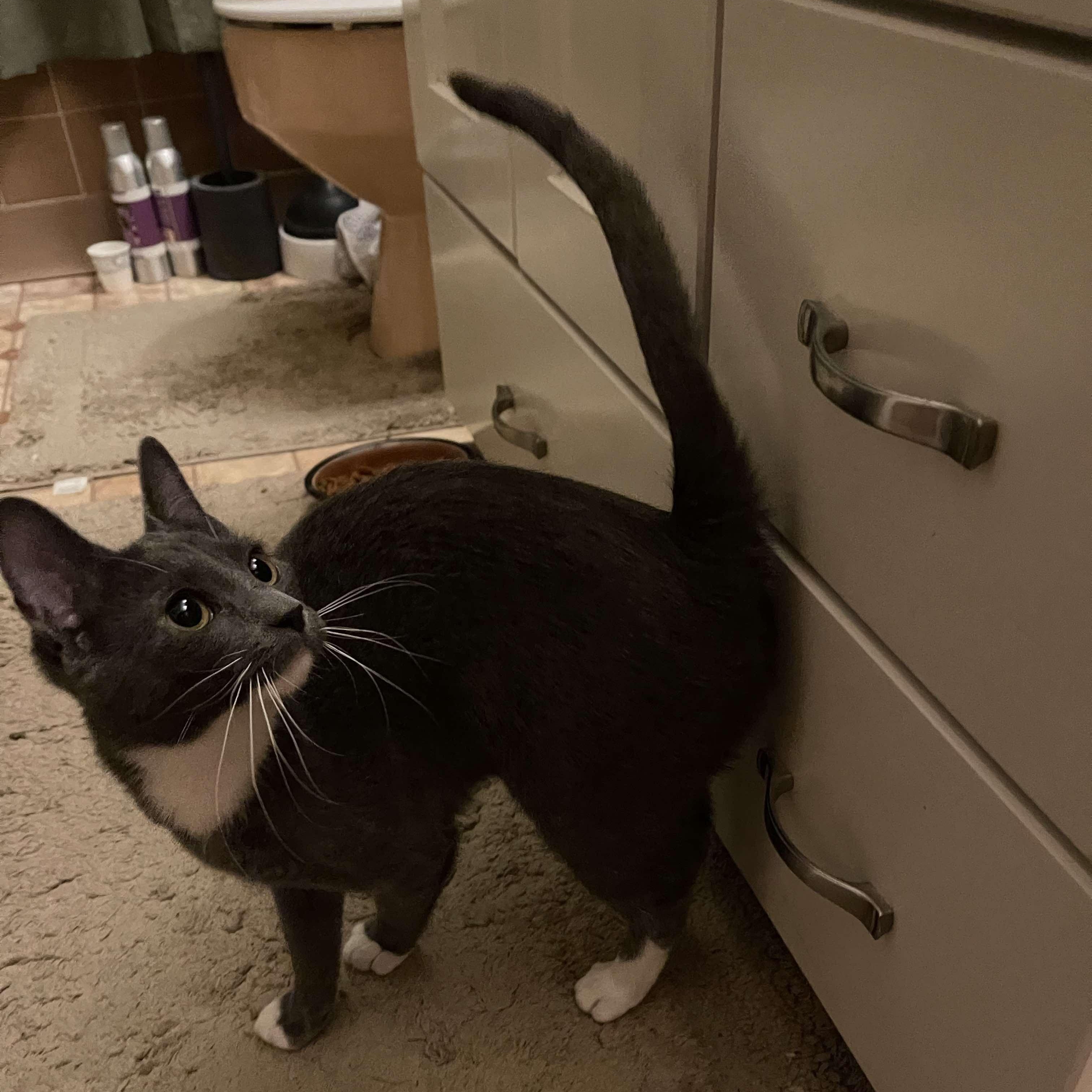 Enlarge Pinkie, a Adoptable Domestic Short Hair in Kenhorst, PA image 3/3