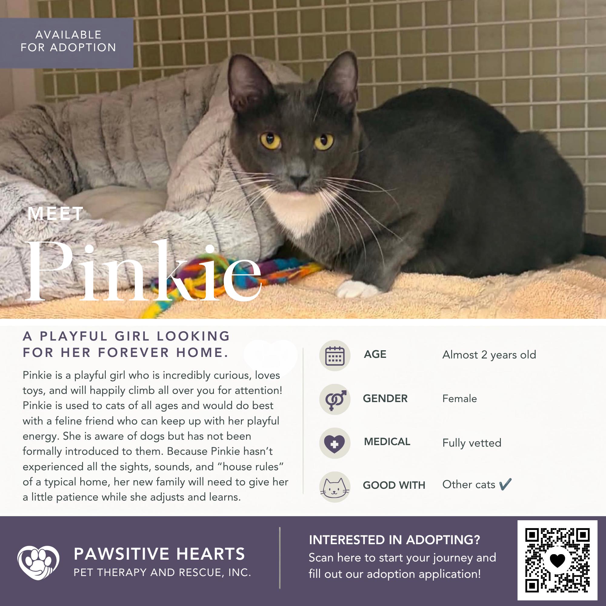Enlarge Pinkie, a Adoptable Domestic Short Hair in Kenhorst, PA image 1/4