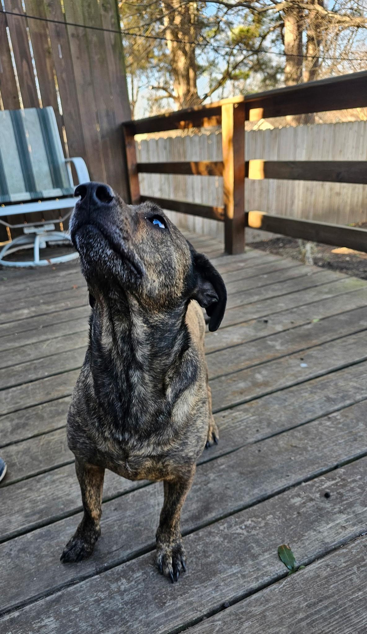 Harry, ADOPTABLE, Young Male Dachshund & Bulldog.