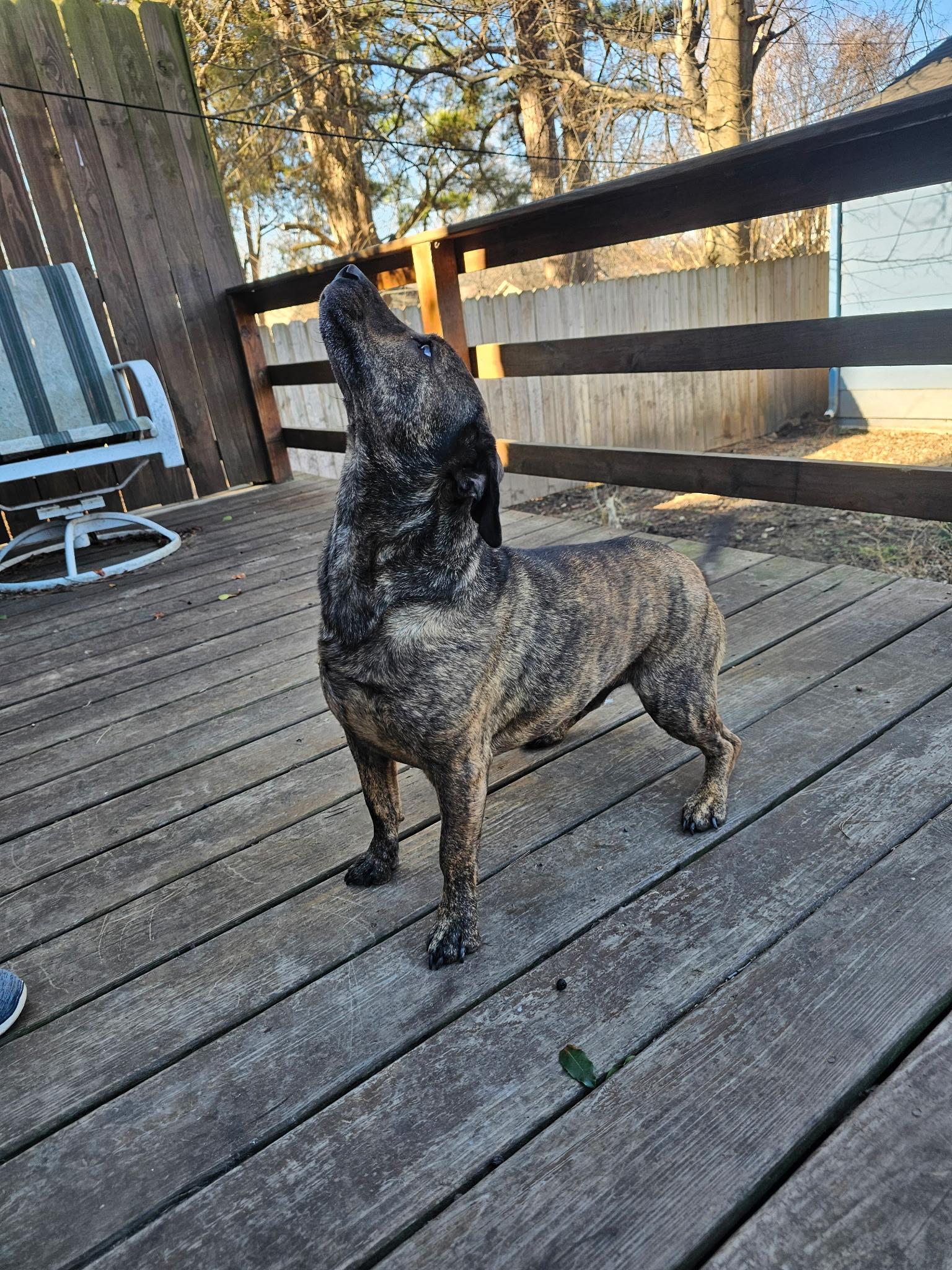 Enlarge Harry, a ADOPTABLE mixed breed in Muskogee, OK image 2/2