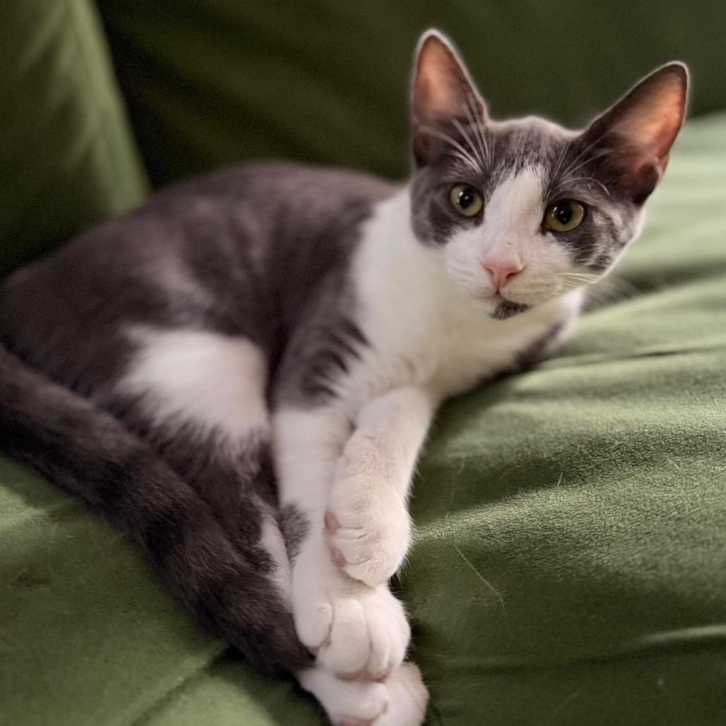 Amber Allen-CA, a Adoptable Domestic Short Hair in Tallahassee, FL image 1/3