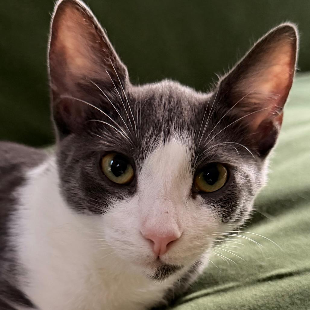 Amber Allen-CA, a Adoptable Domestic Short Hair in Tallahassee, FL image 2/3