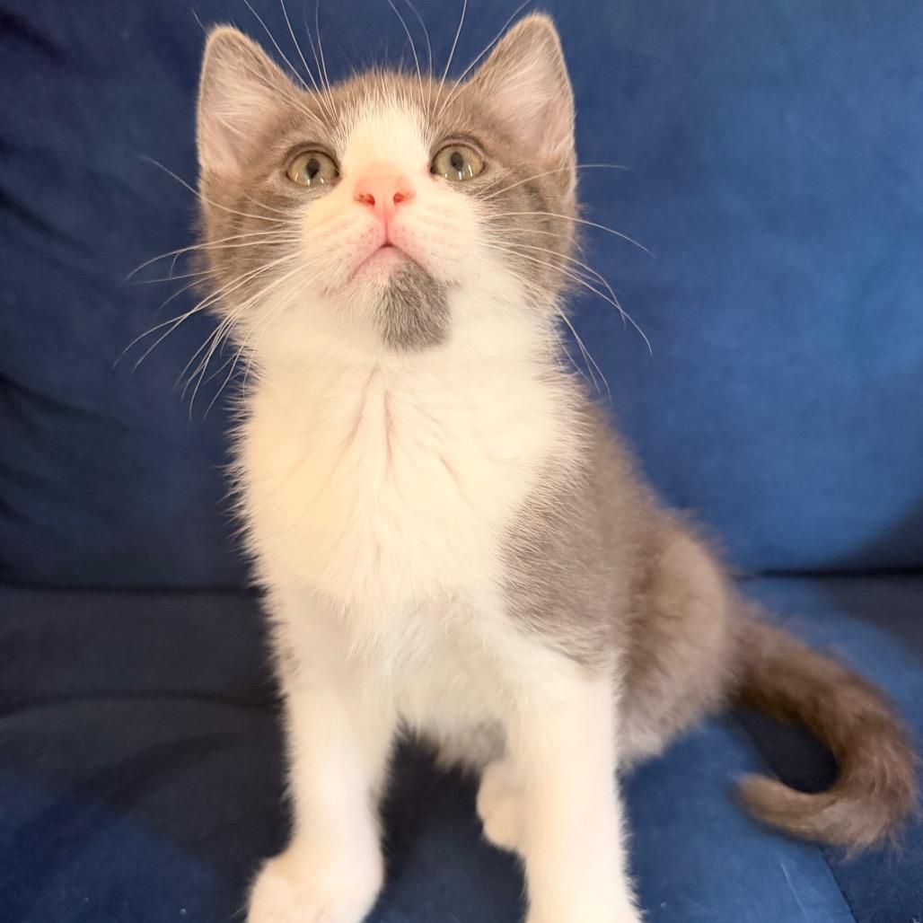 Amber Allen-CA, a Adoptable Domestic Short Hair in Tallahassee, FL image 3/3