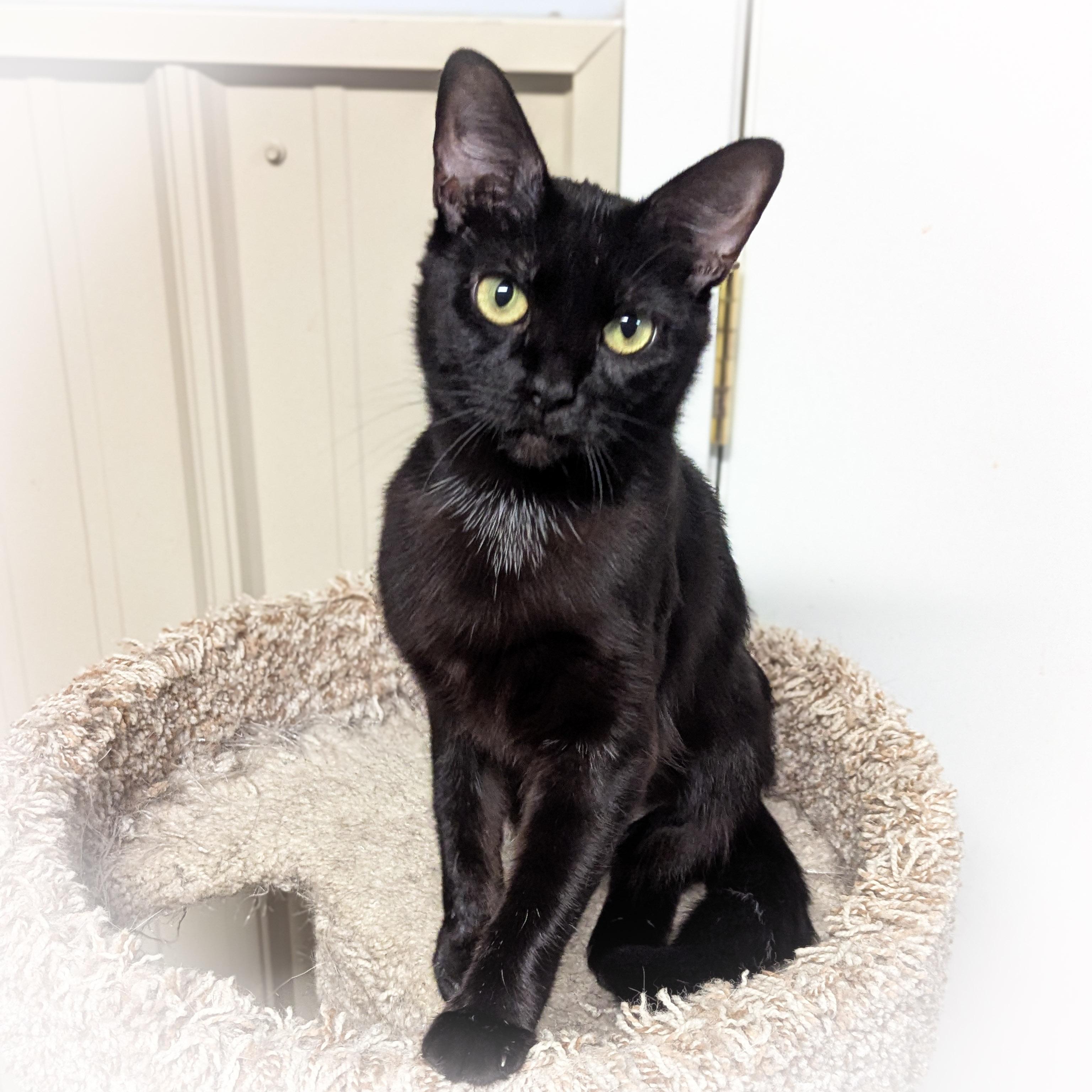 Midnight thumbnail 2