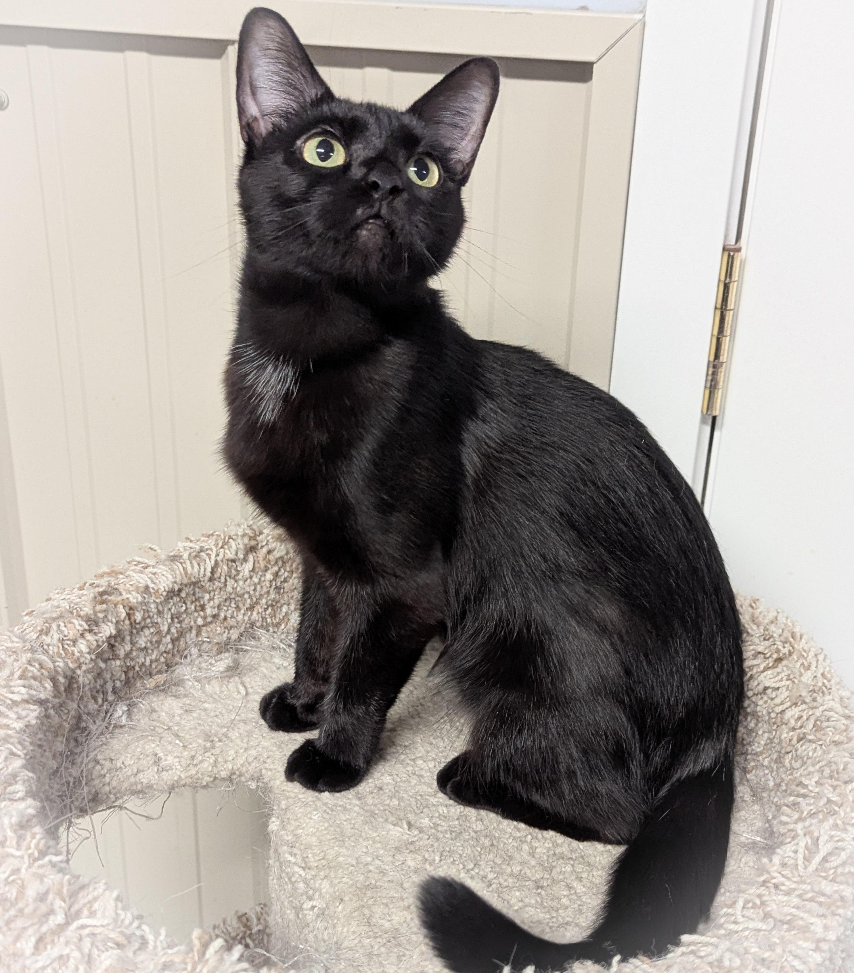 Midnight thumbnail 3