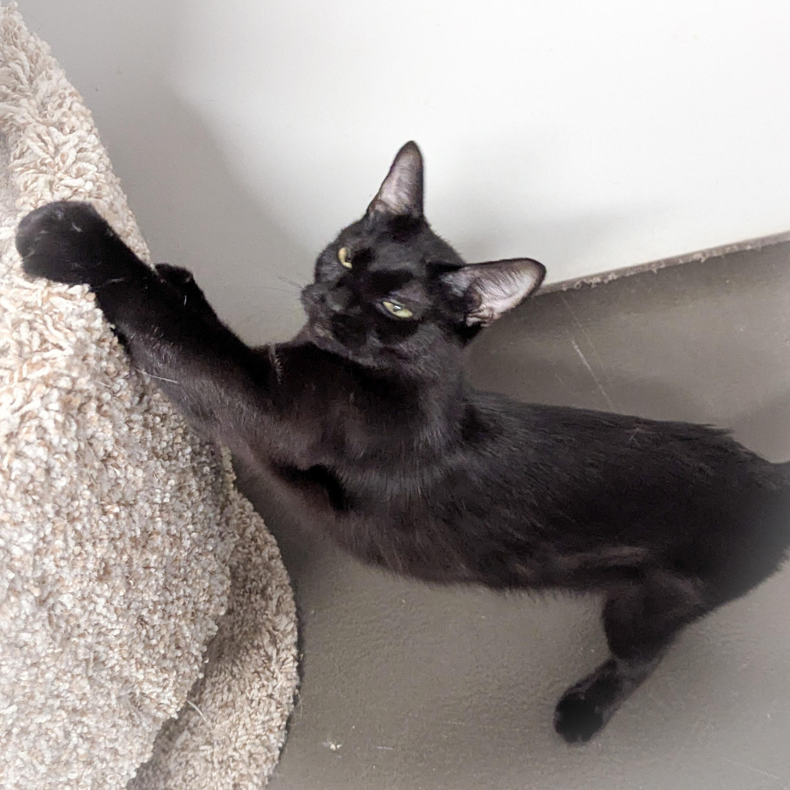 Midnight thumbnail 4