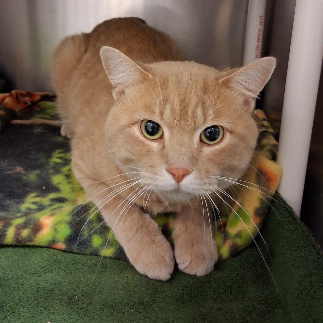 Morris, Adoptable, Adult Male Domestic Short Hair.