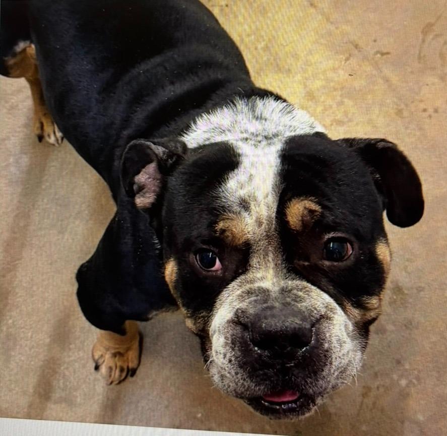 Porkchop thumbnail 2