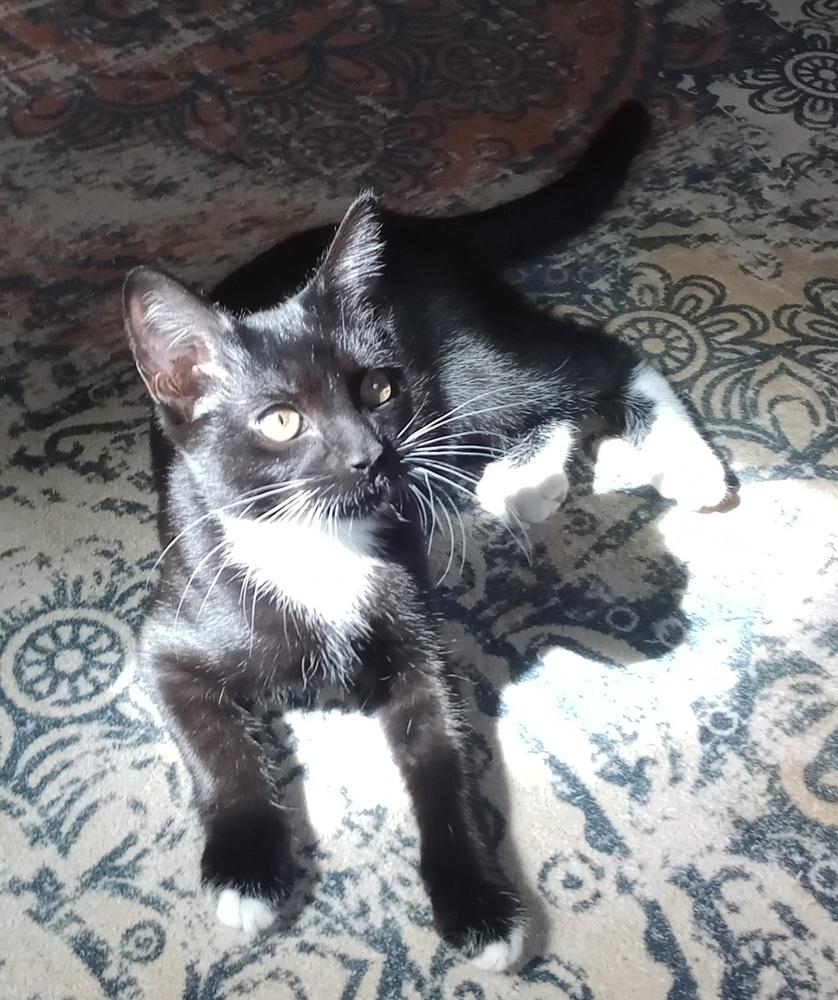 Enlarge Dumpster Fire, a Adoptable mixed breed in Warren, CT image 6/6