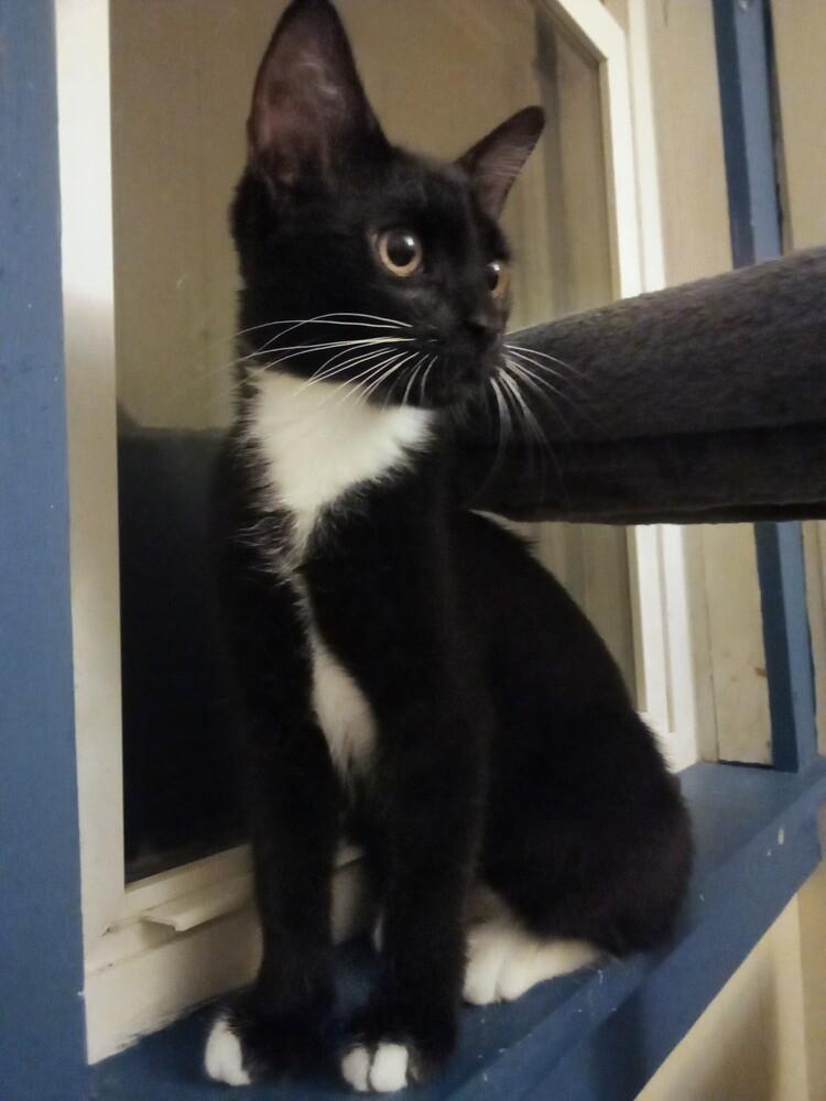 Enlarge Dumpster Fire, a Adoptable mixed breed in Warren, CT image 3/6