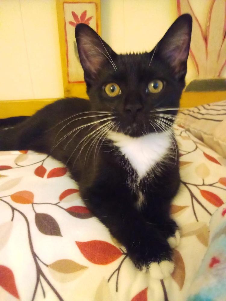 Enlarge Dumpster Fire, a Adoptable mixed breed in Warren, CT image 1/6