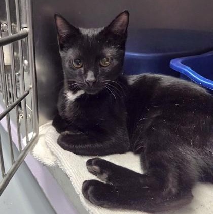 Sylvester, adopted, Adult Male Domestic Short Hair.