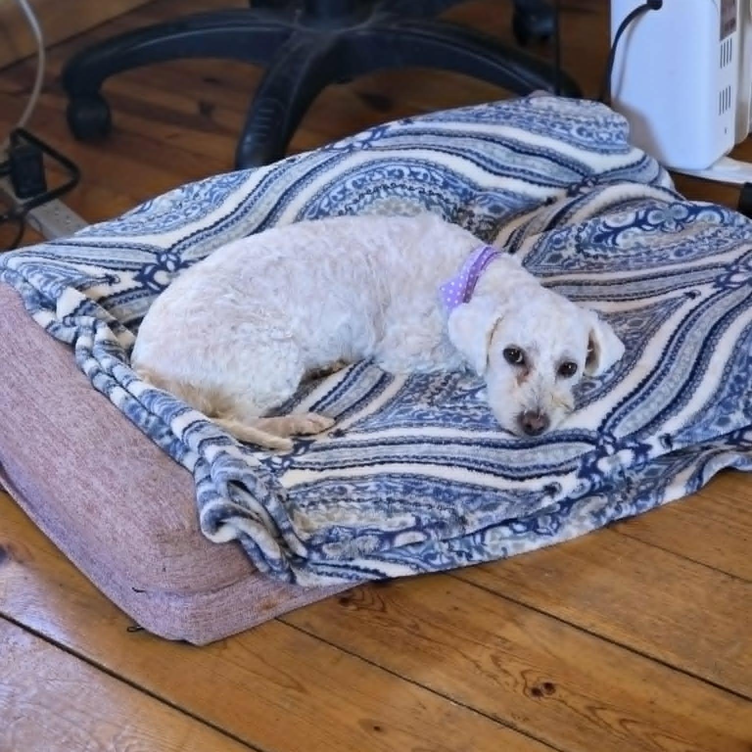 Stella, a ADOPTABLE Bichon Frise in Lancaster, KY image 2/6