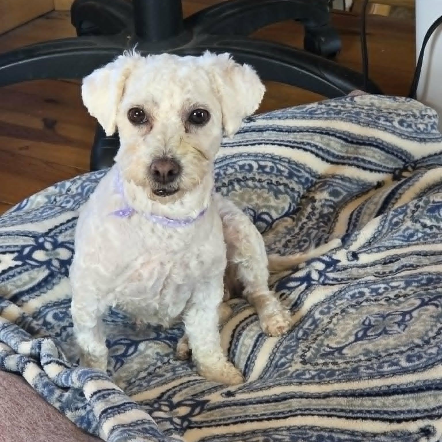 Stella, a ADOPTABLE Bichon Frise in Lancaster, KY image 3/6