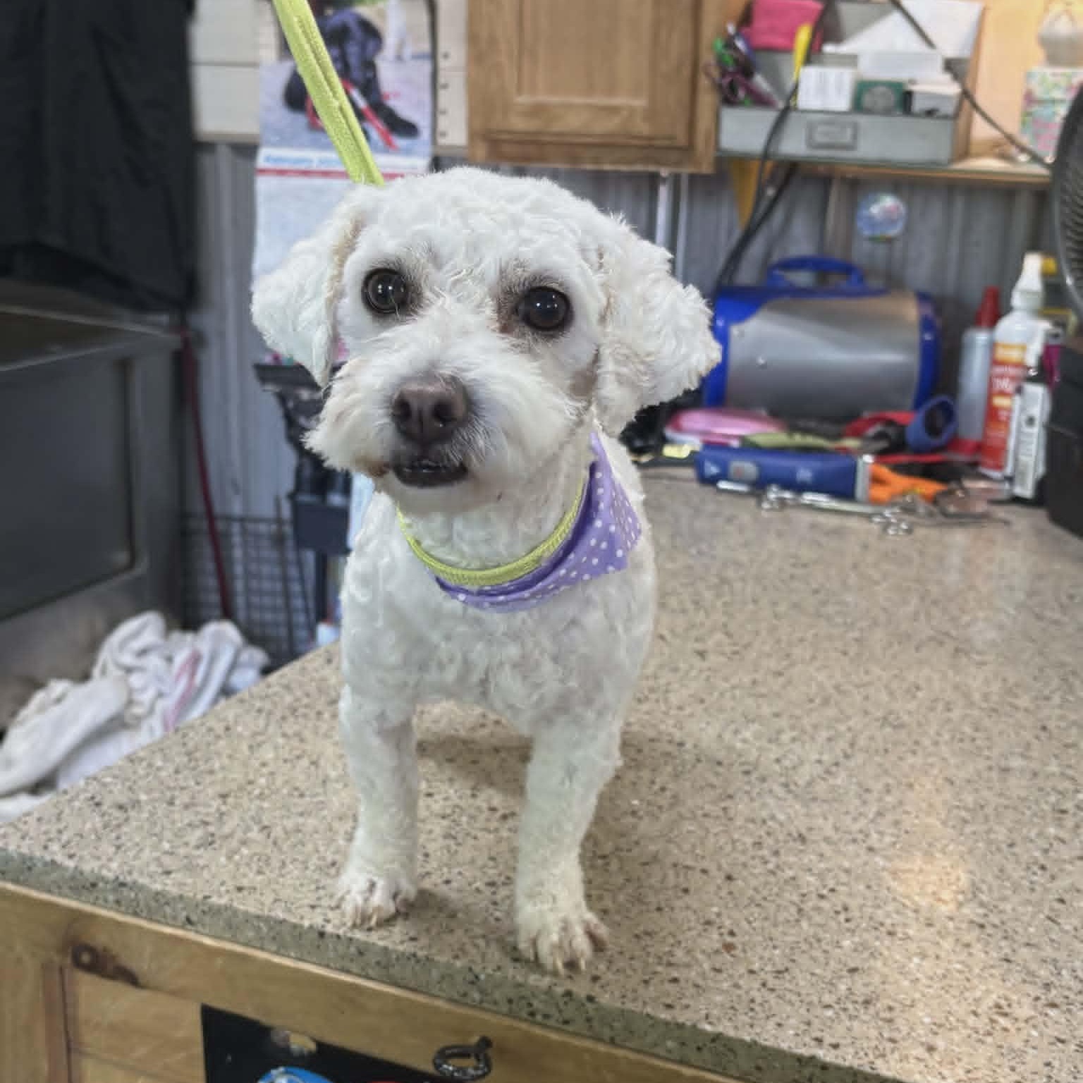 Stella, a ADOPTABLE Bichon Frise in Lancaster, KY image 4/6