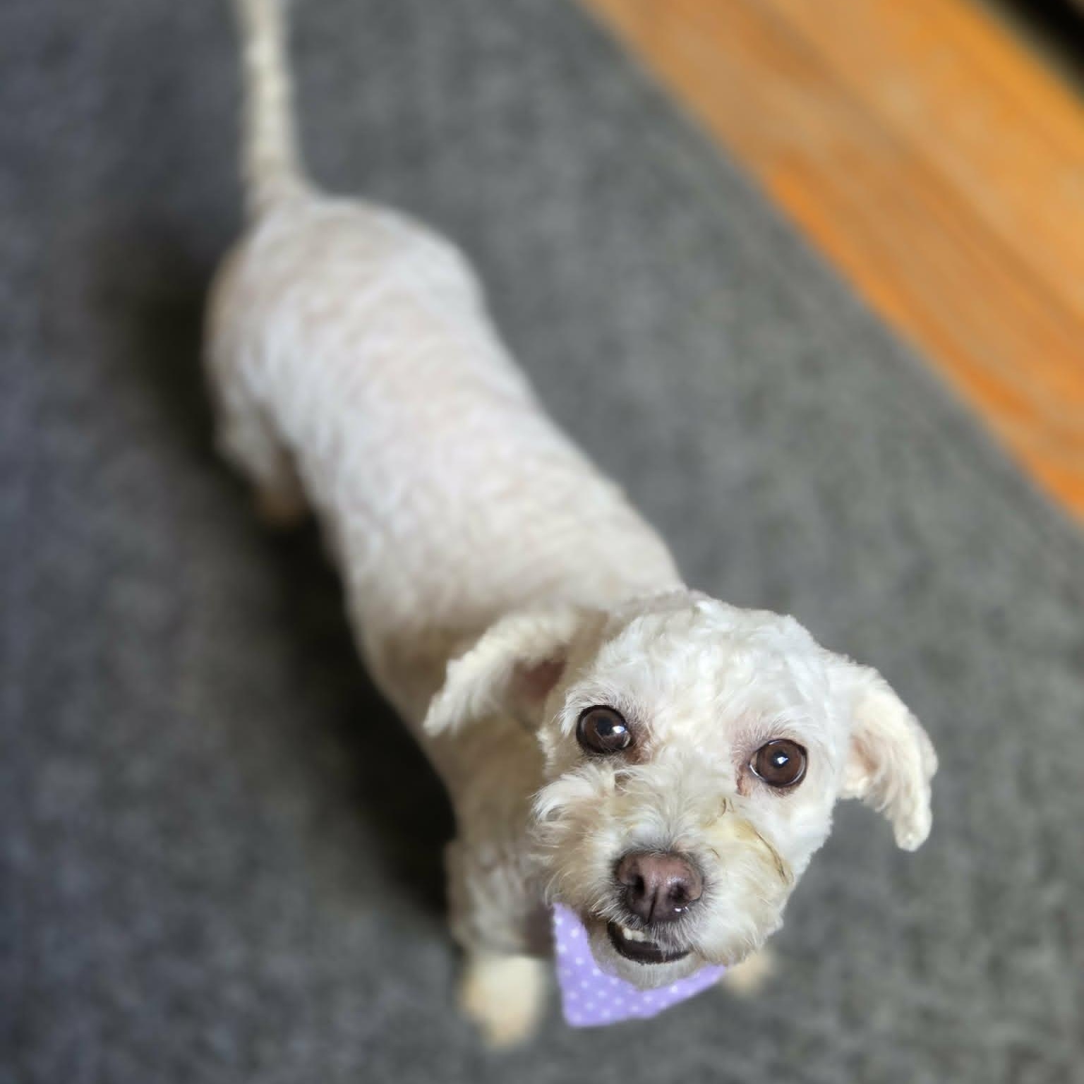 Stella, a ADOPTABLE Bichon Frise in Lancaster, KY image 5/6