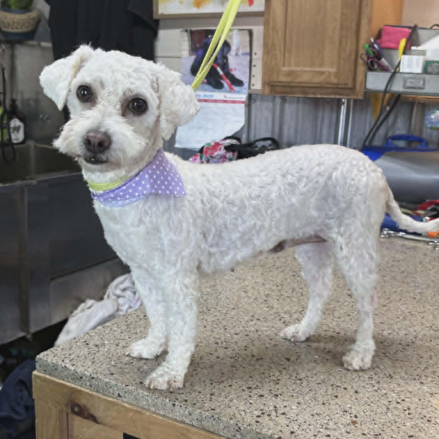 Stella, ADOPTABLE, Adult Female Bichon Frise.