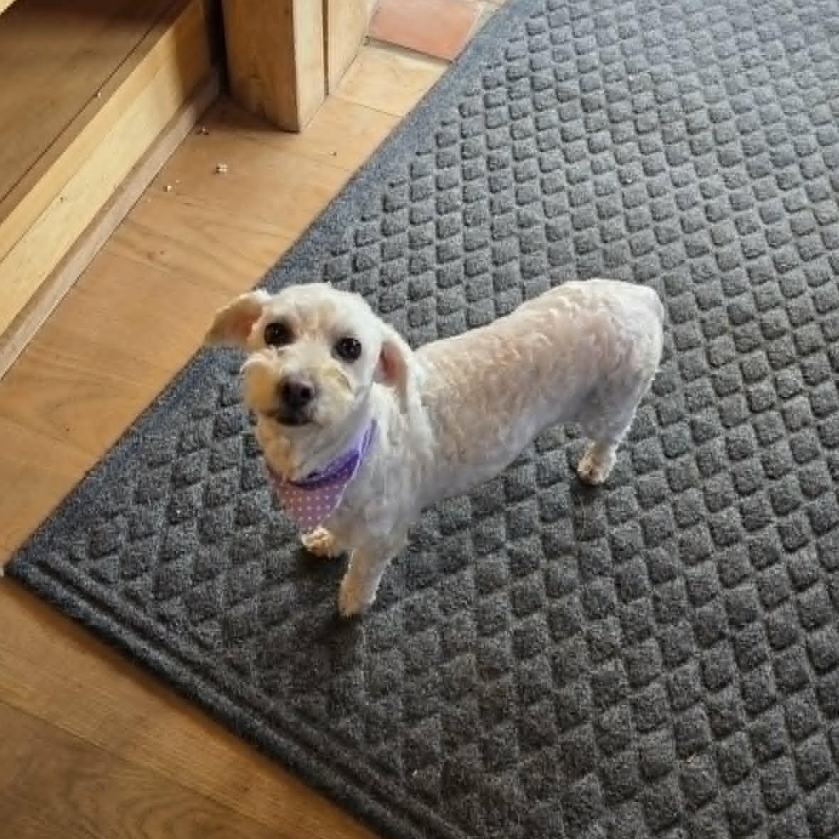 Stella, a ADOPTABLE Bichon Frise in Lancaster, KY image 6/6