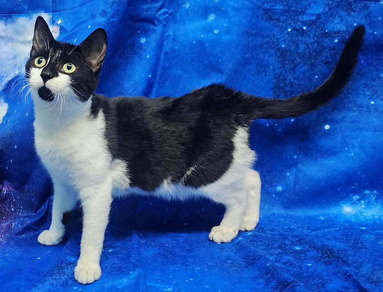 260370 Jasper, Adopted, Young Male Domestic Short Hair.