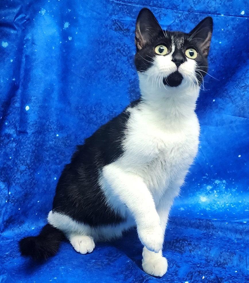 Enlarge 260370 Jasper, a Adopted Domestic Short Hair in Wetumpka, AL image 2/3